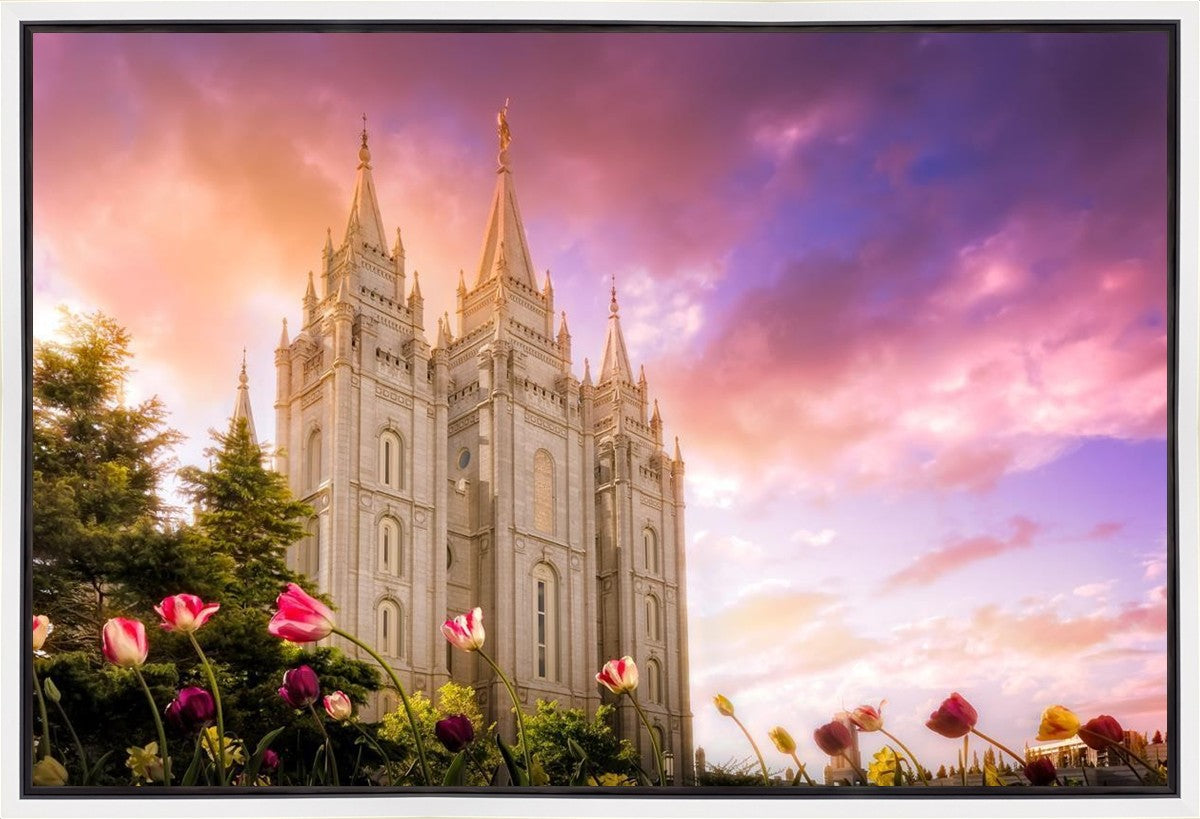 Salt Lake Tulips