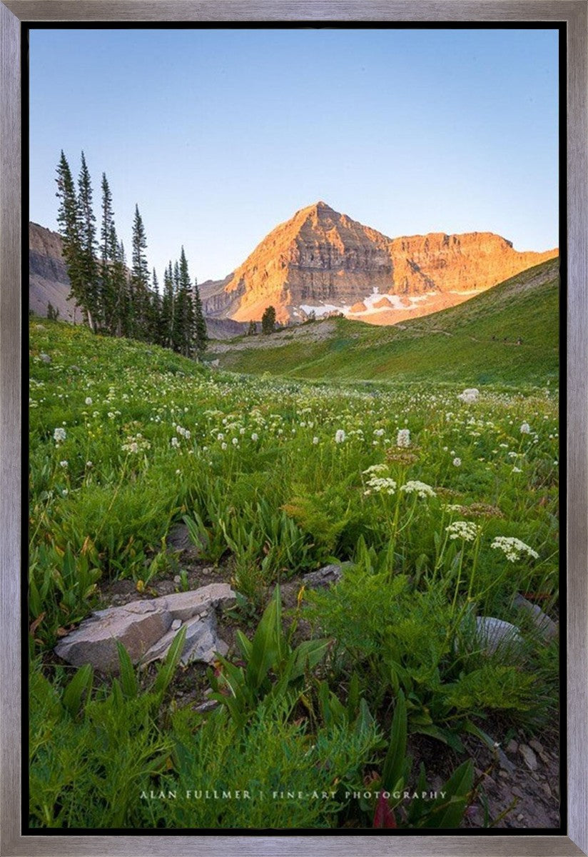 The Meadow