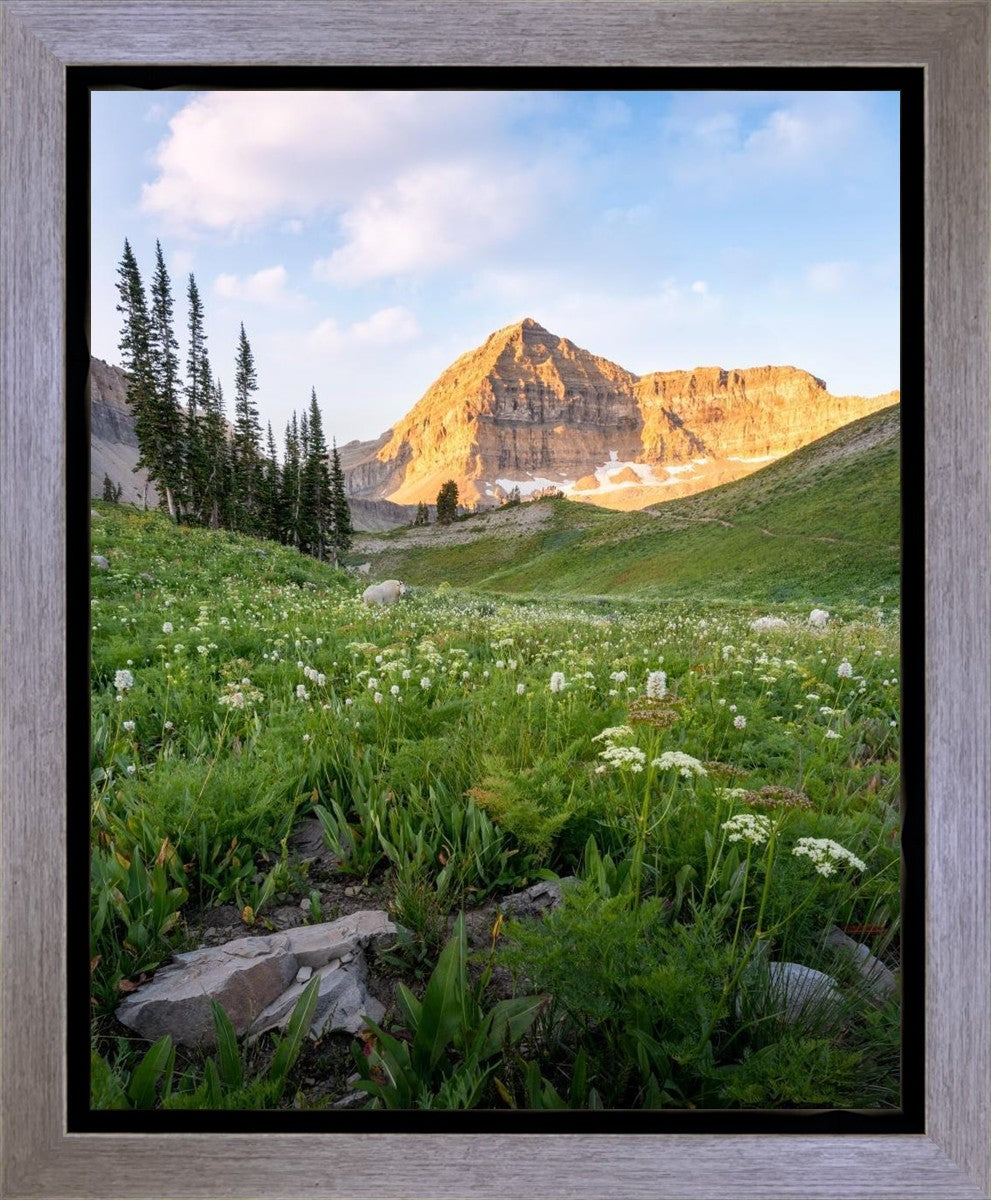 Timpanogos Meadow