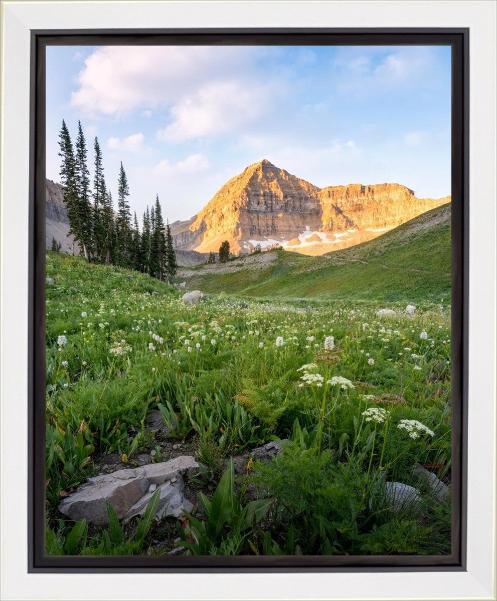 Timpanogos Meadow