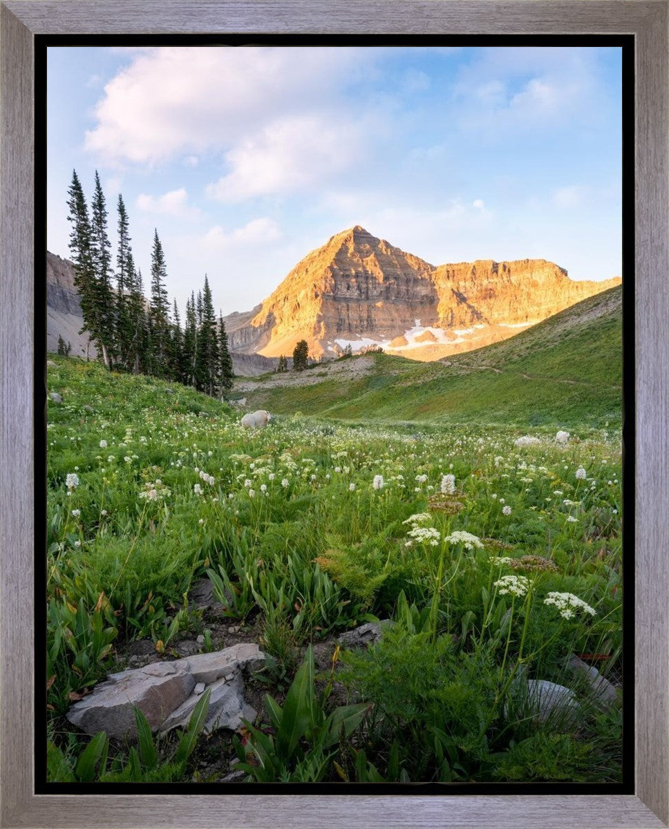 Timpanogos Meadow