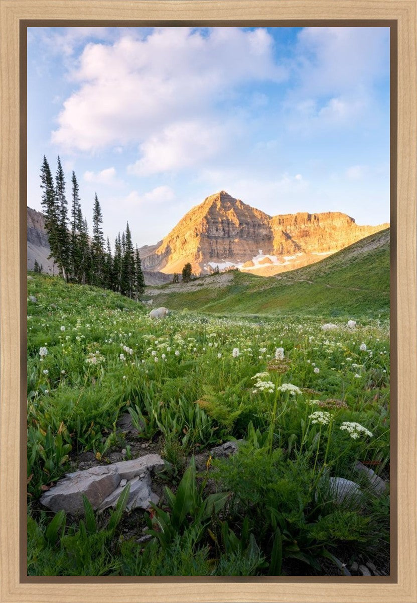 Timpanogos Meadow