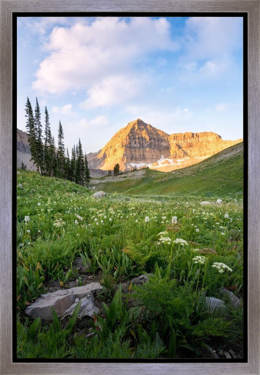 Timpanogos Meadow