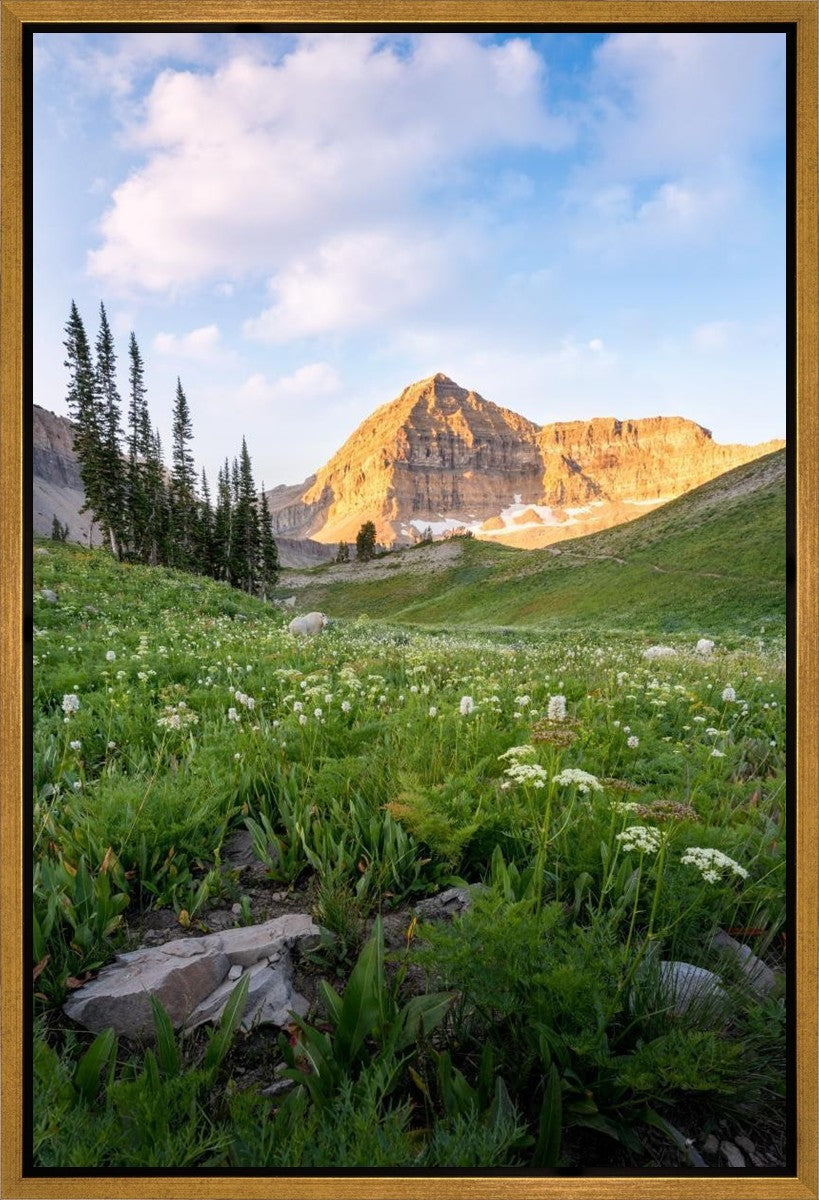 Timpanogos Meadow