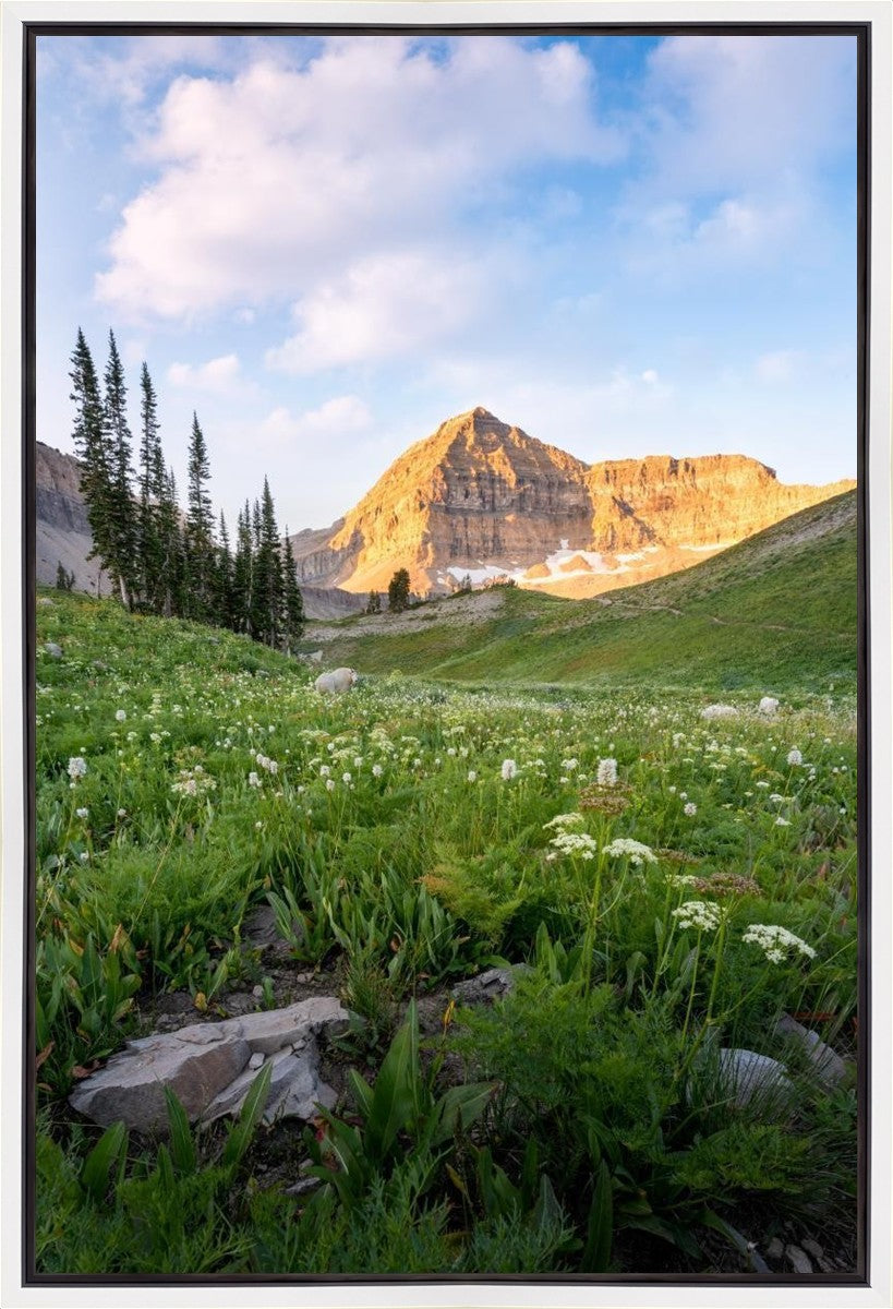 Timpanogos Meadow