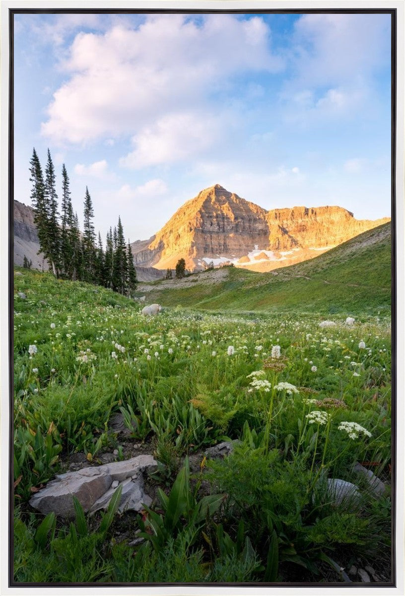 Timpanogos Meadow