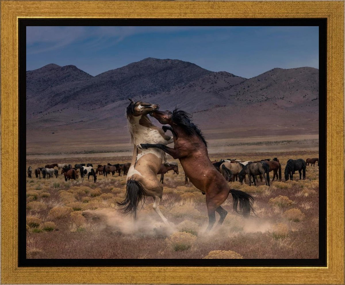 Desert Duel