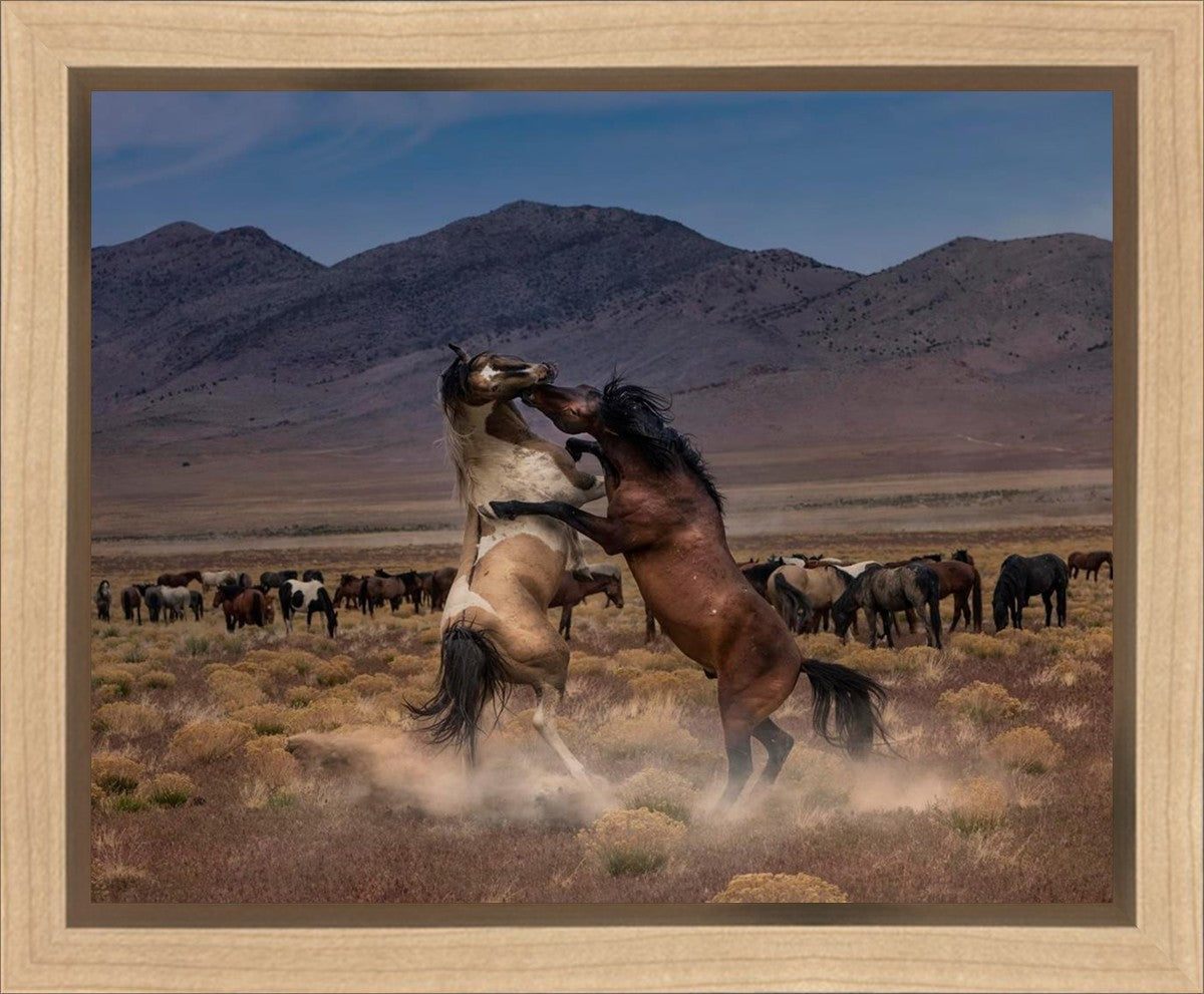 Desert Duel