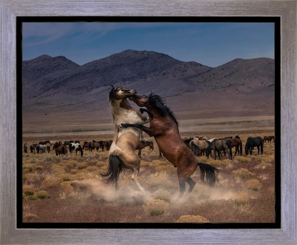 Desert Duel