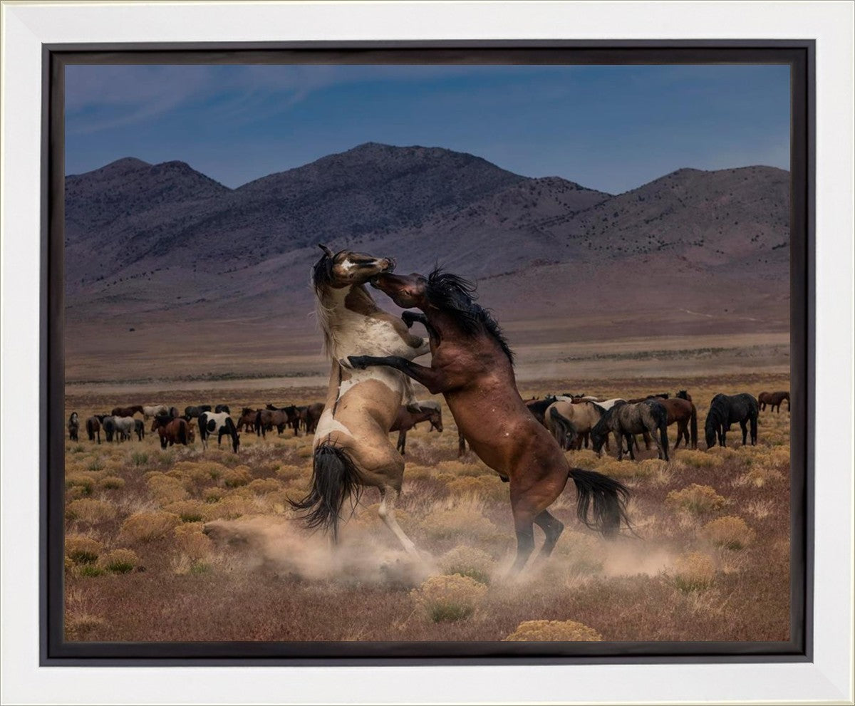 Desert Duel