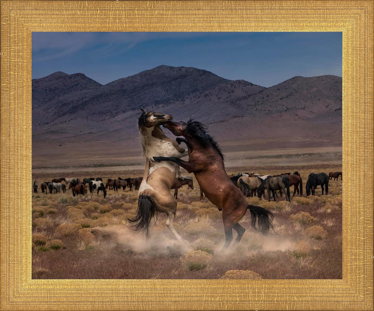 Desert Duel