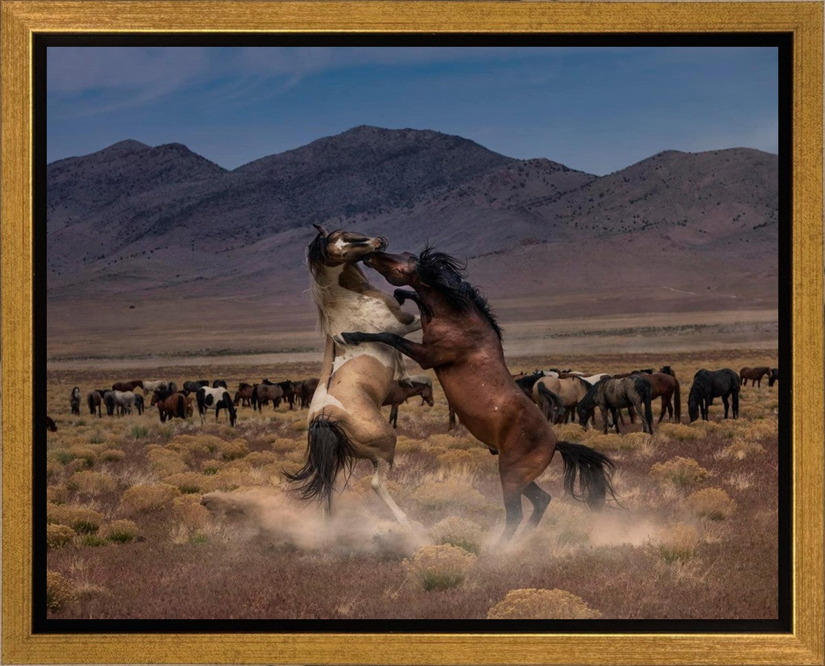 Desert Duel