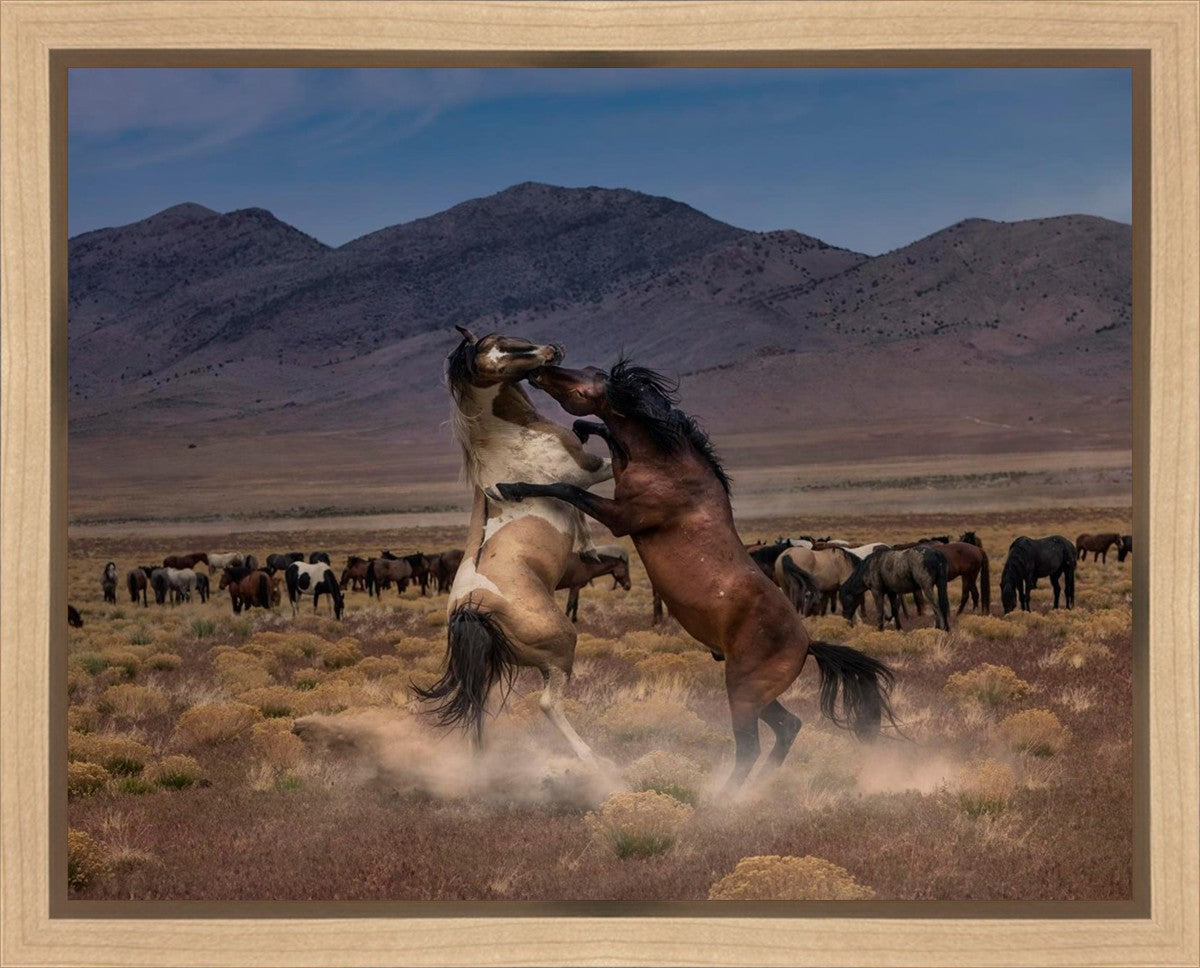 Desert Duel