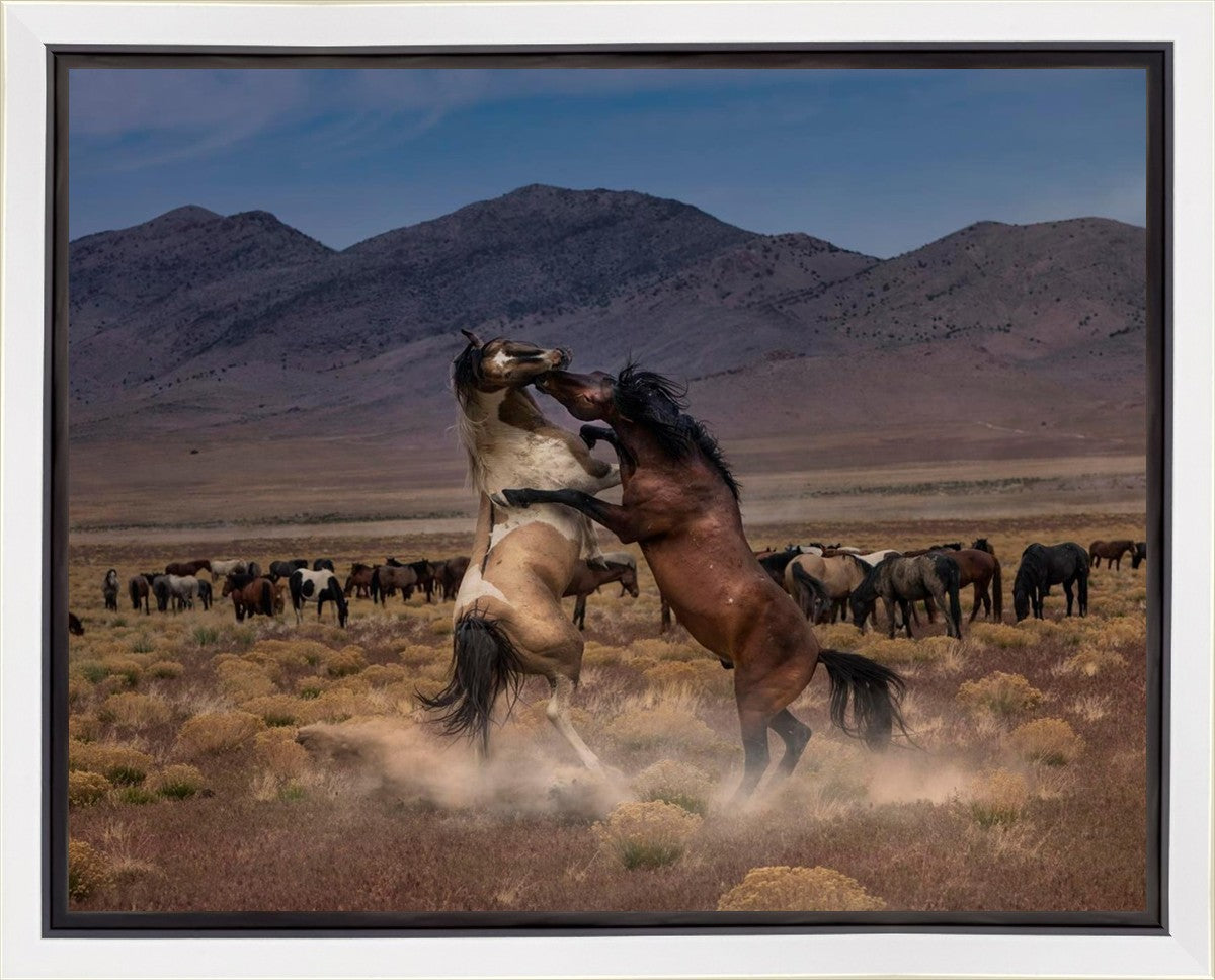 Desert Duel