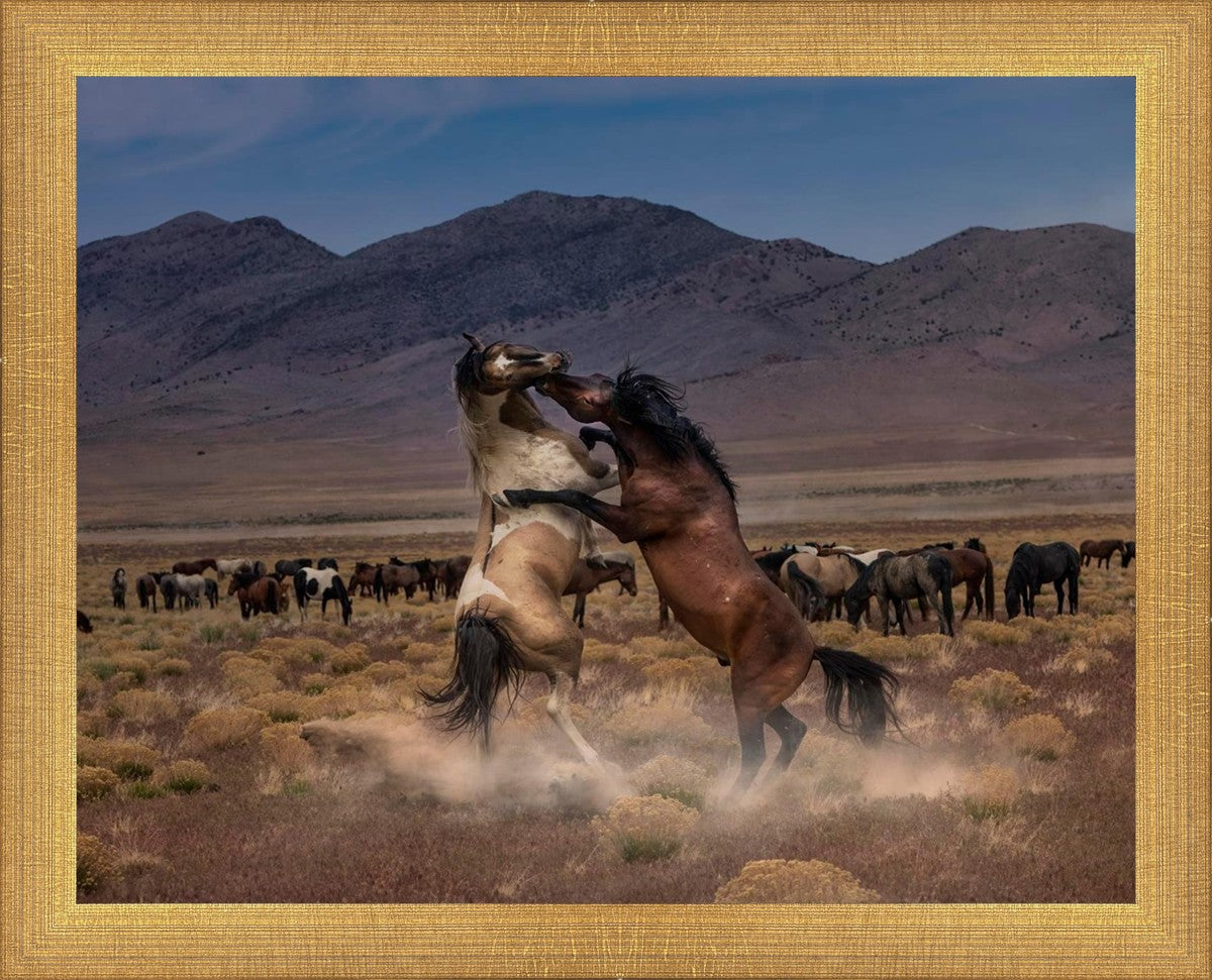 Desert Duel