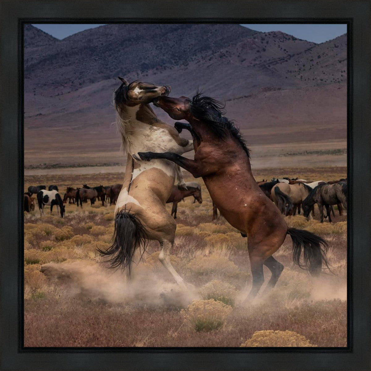 Desert Duel