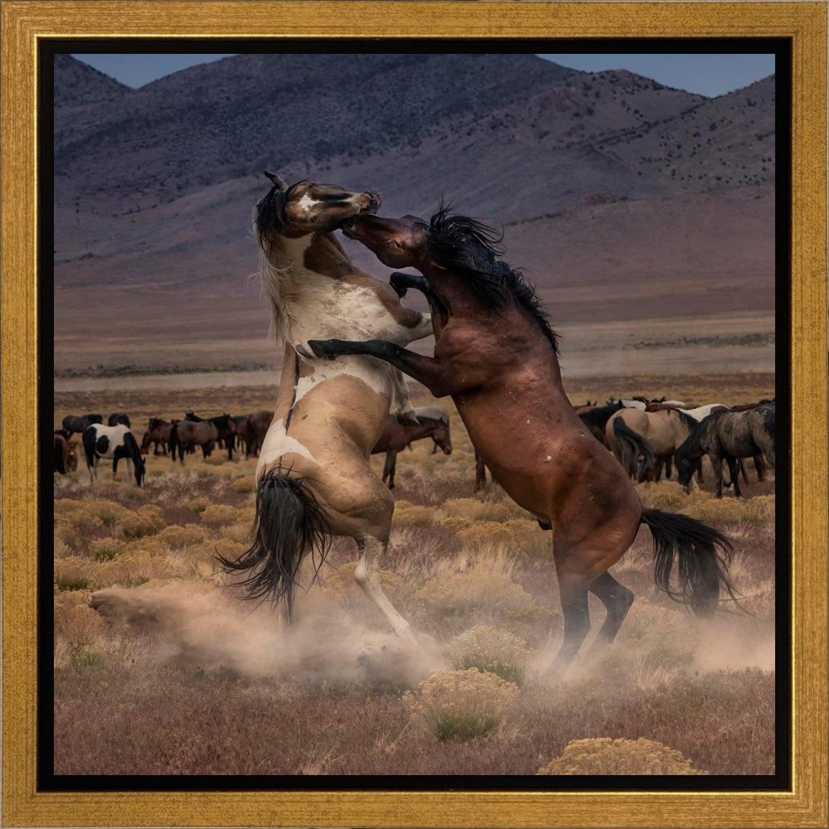 Desert Duel