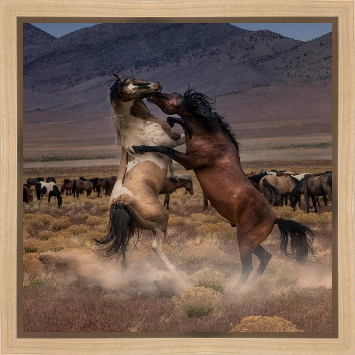 Desert Duel