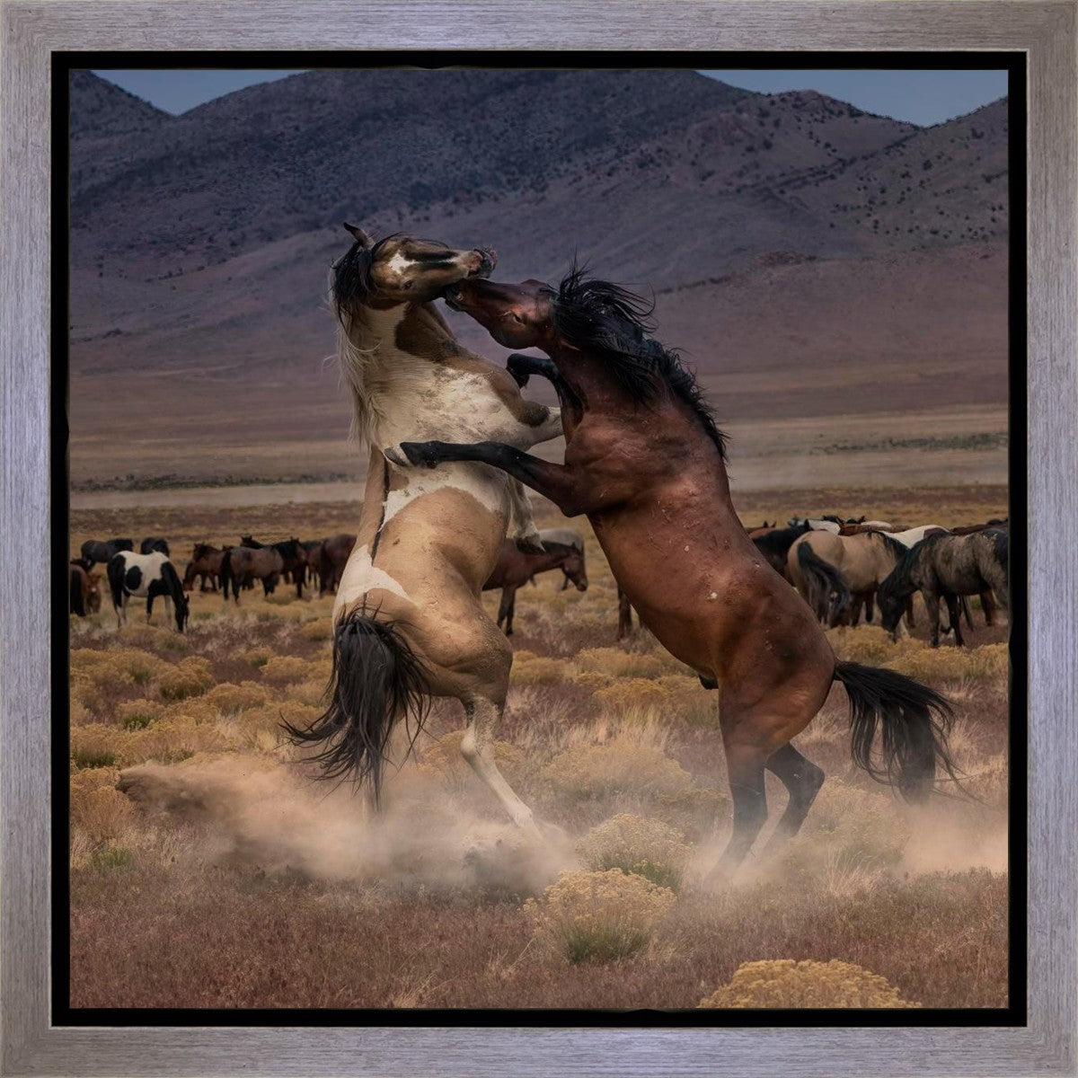 Desert Duel