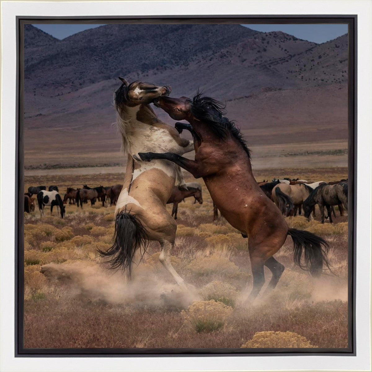 Desert Duel