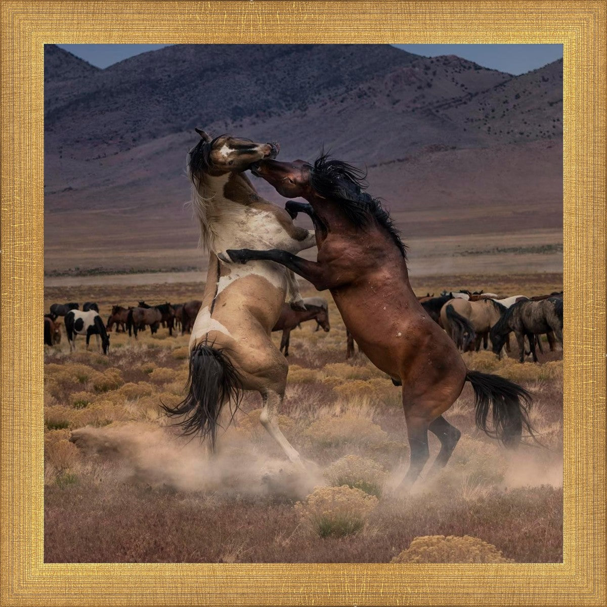 Desert Duel