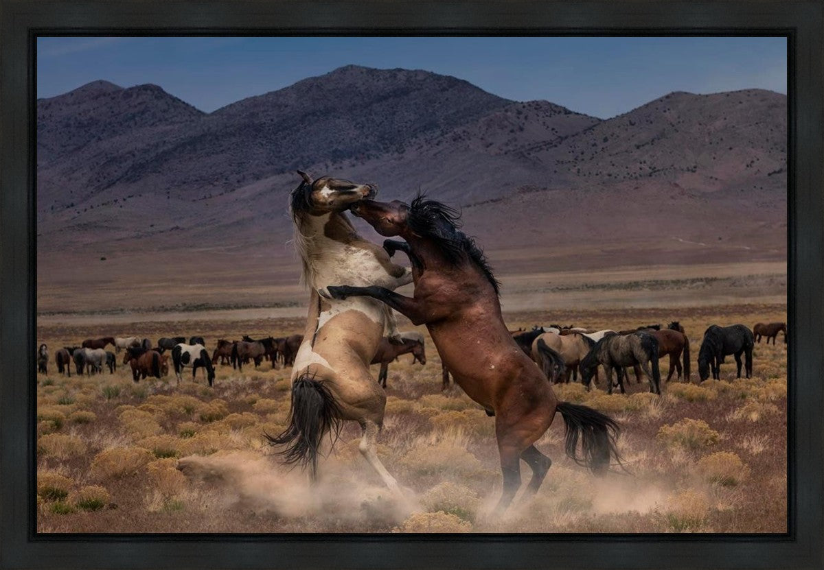 Desert Duel