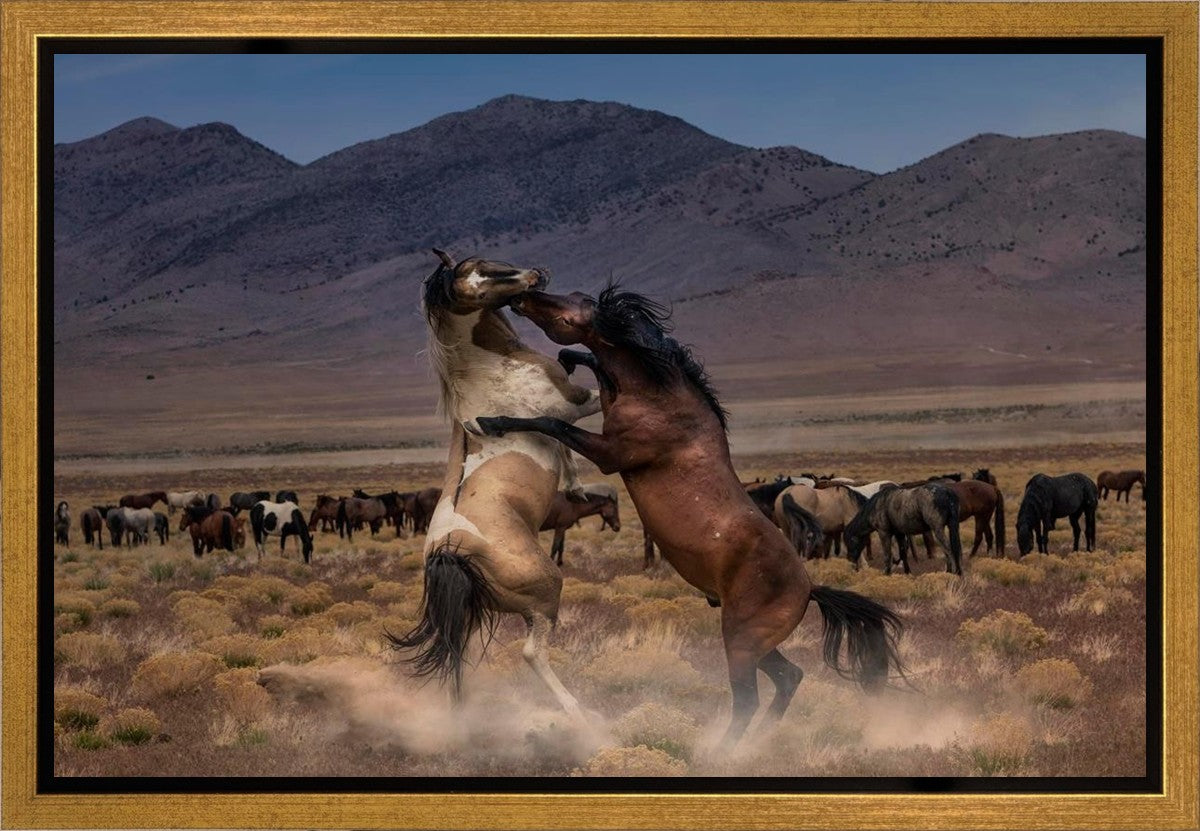 Desert Duel