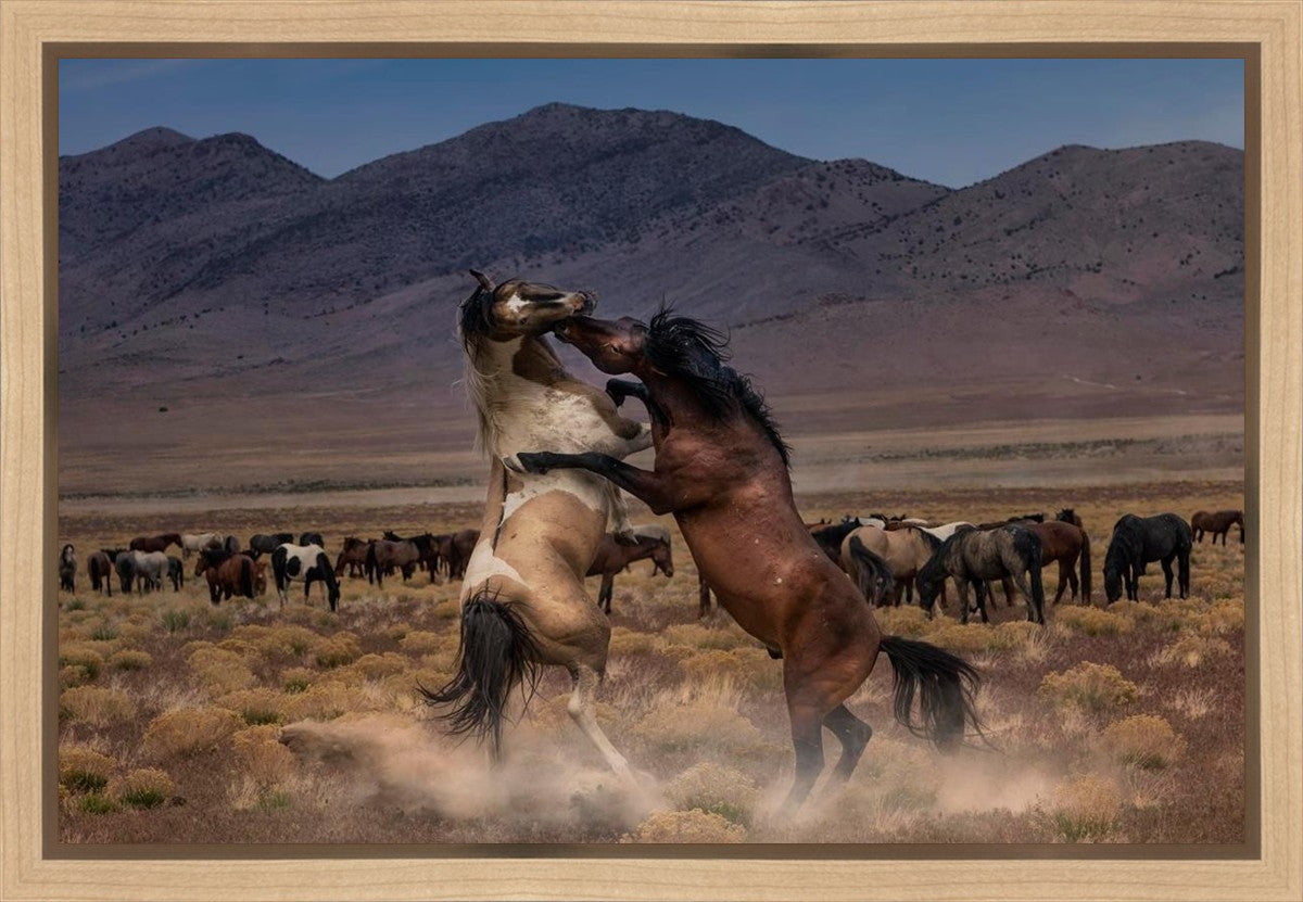 Desert Duel