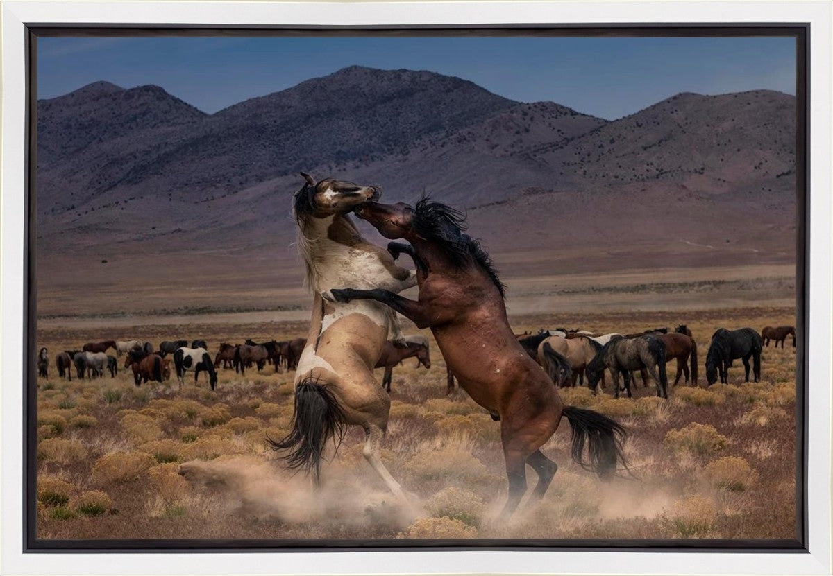 Desert Duel