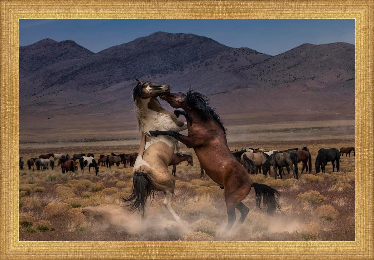 Desert Duel