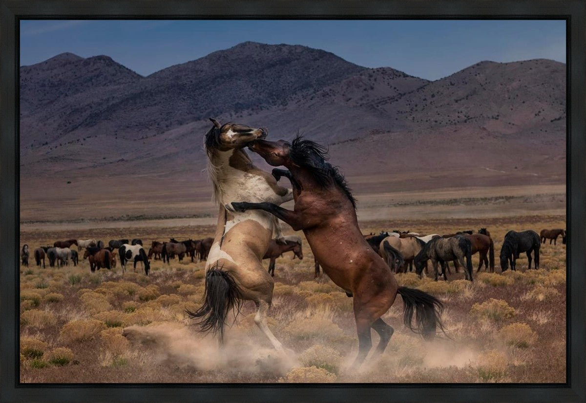 Desert Duel
