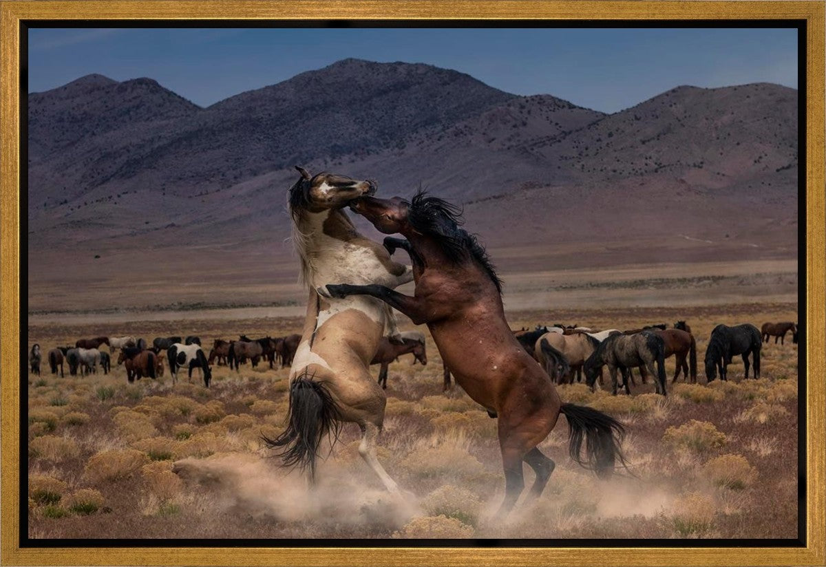 Desert Duel