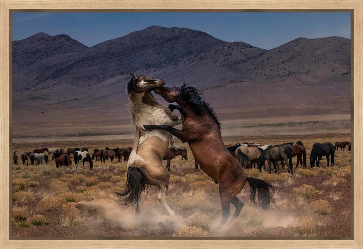 Desert Duel