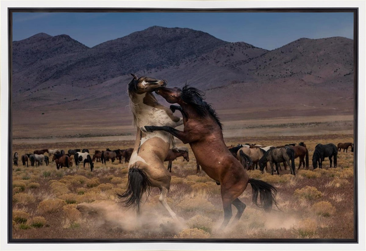 Desert Duel