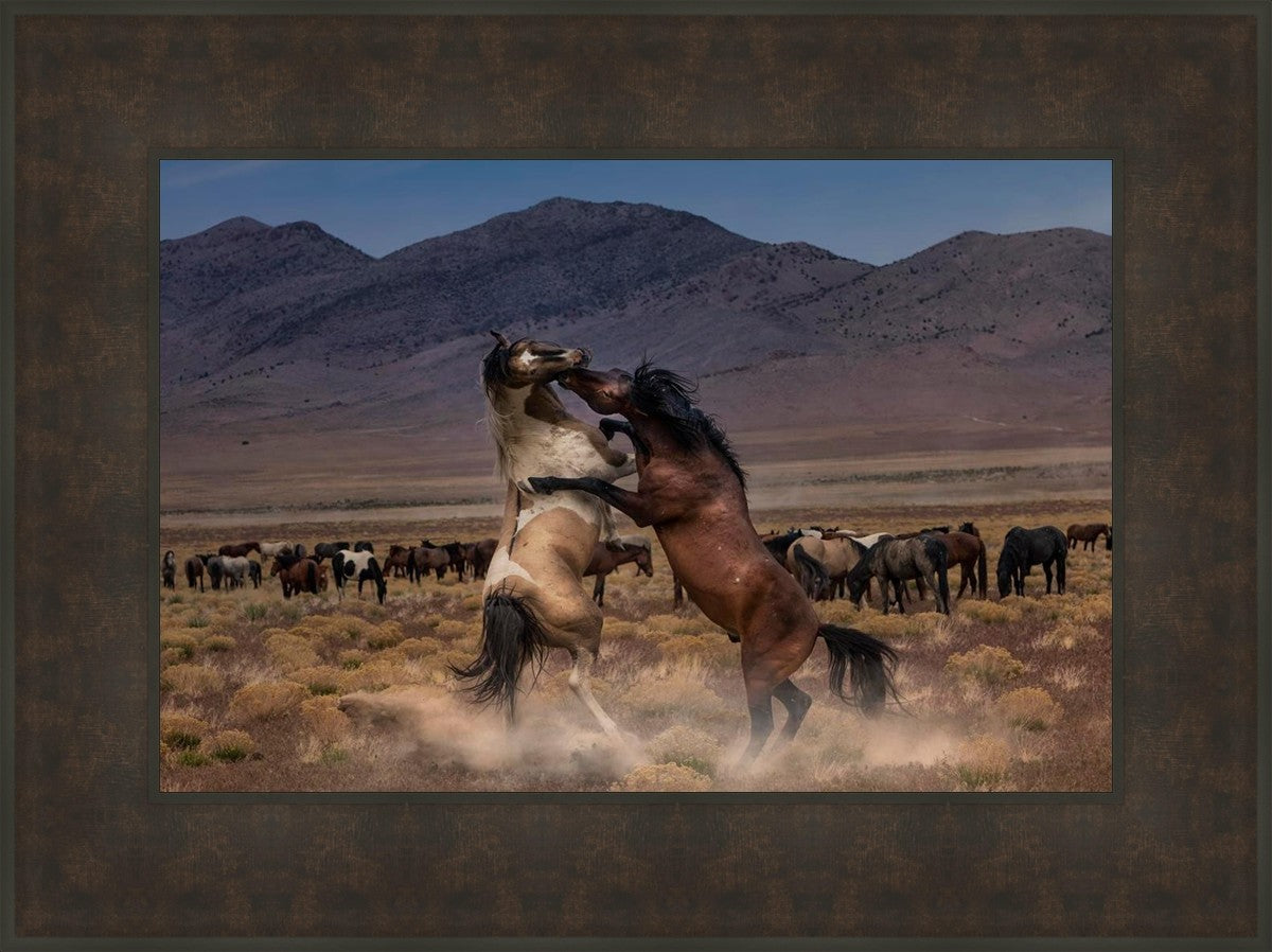 Desert Duel