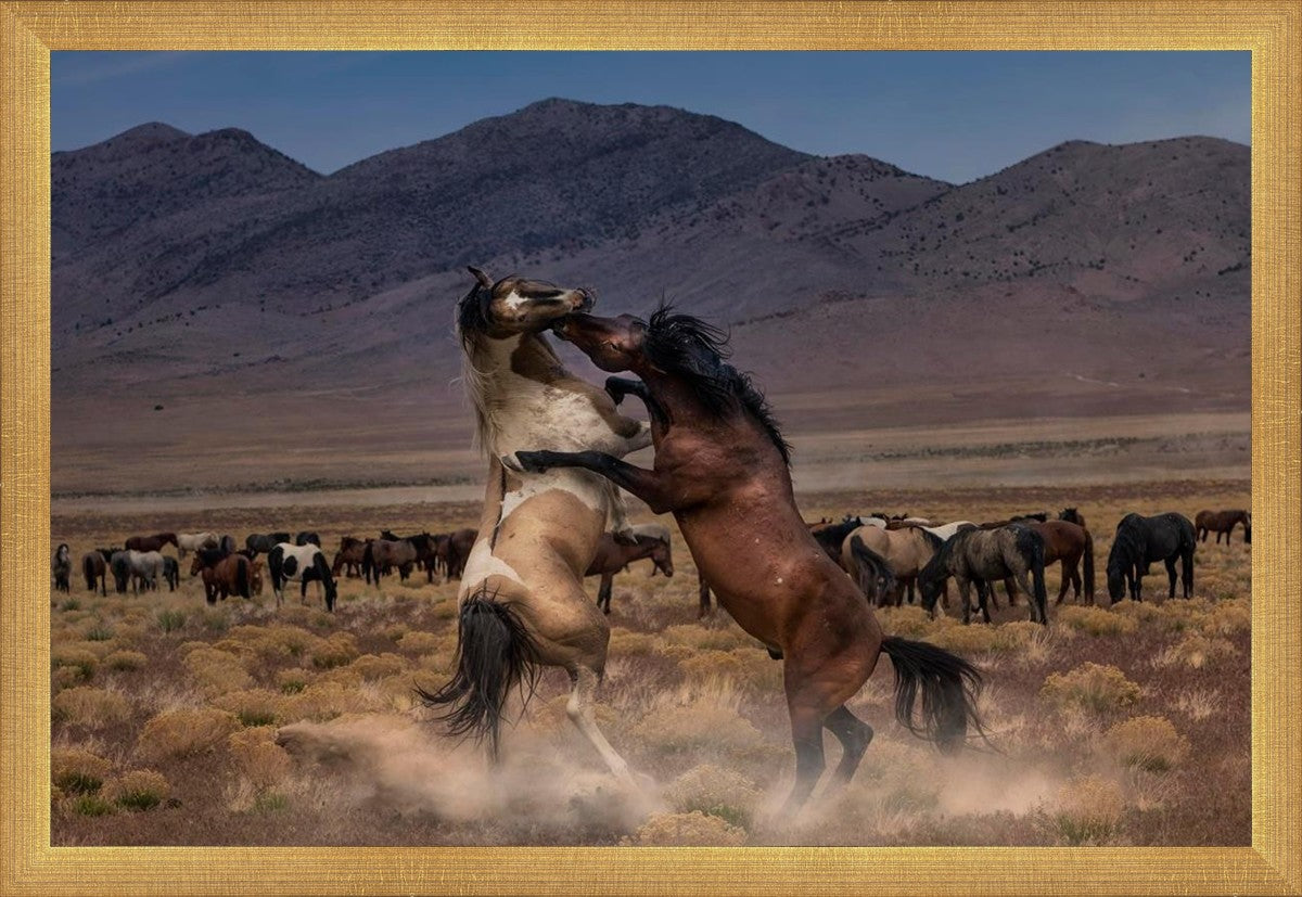 Desert Duel