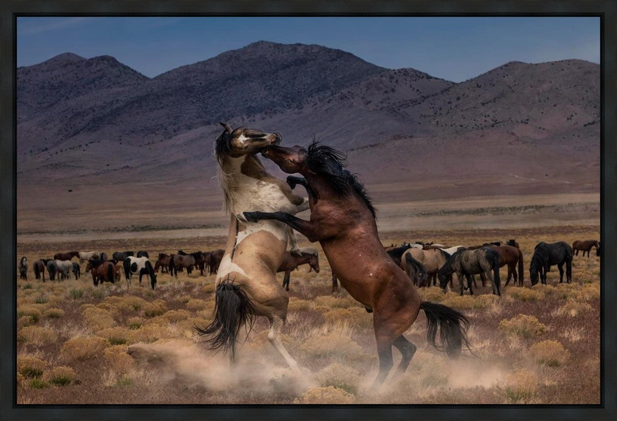 Desert Duel