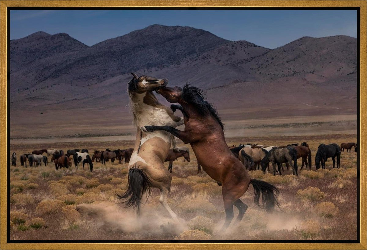 Desert Duel