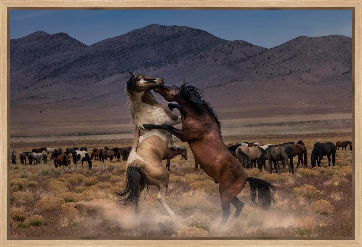 Desert Duel