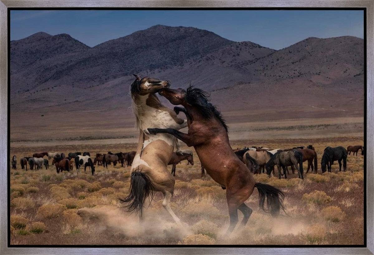 Desert Duel
