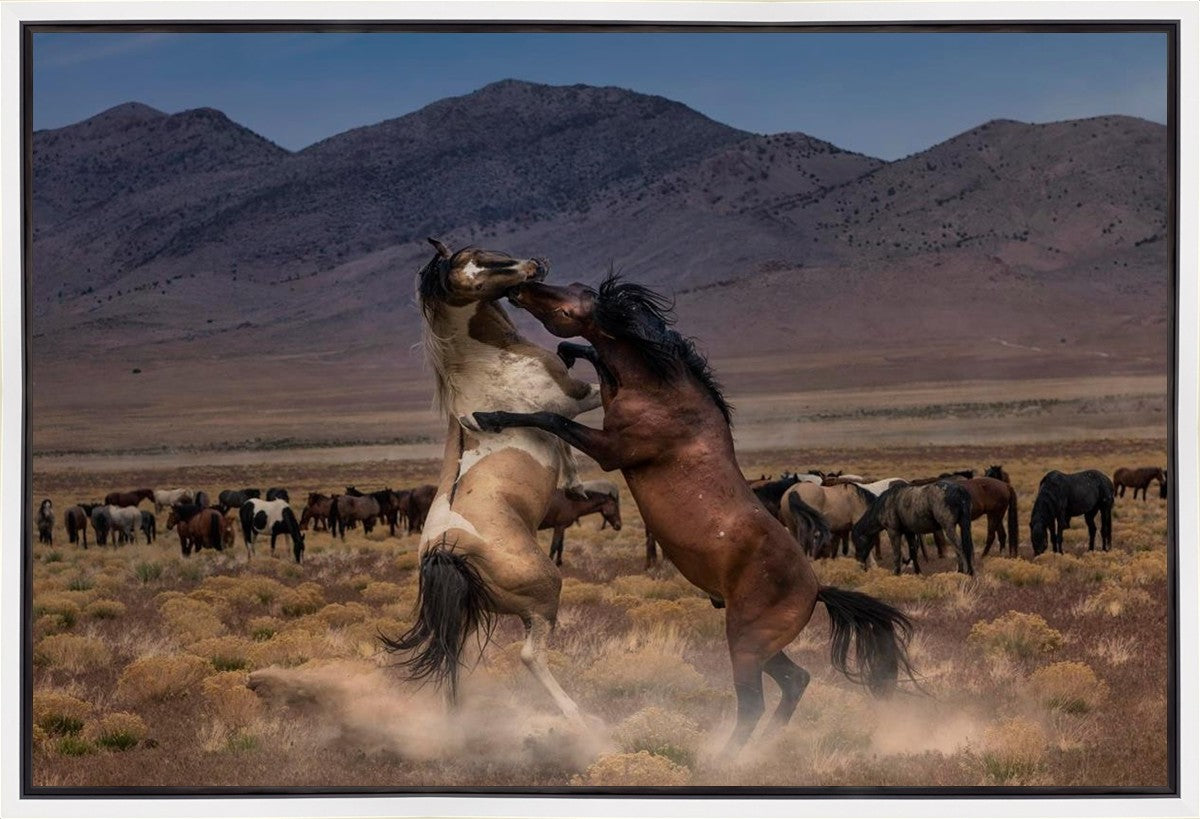 Desert Duel