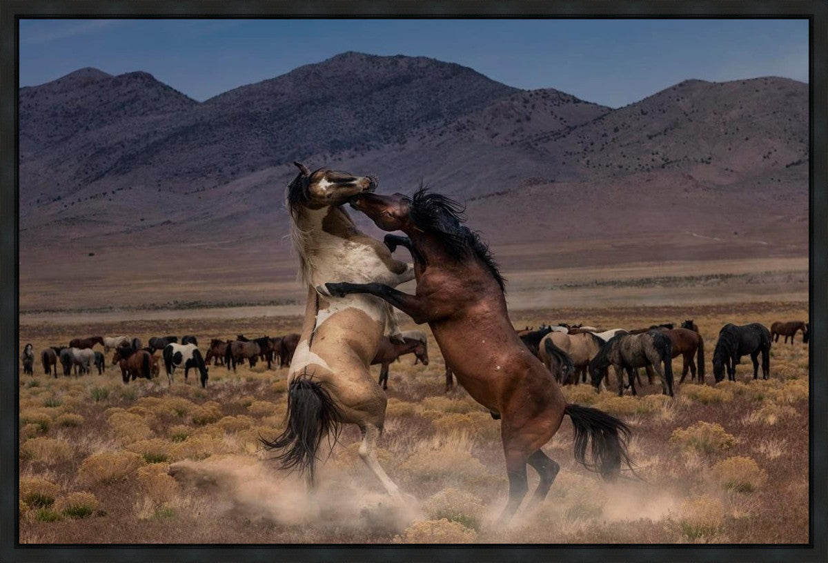 Desert Duel