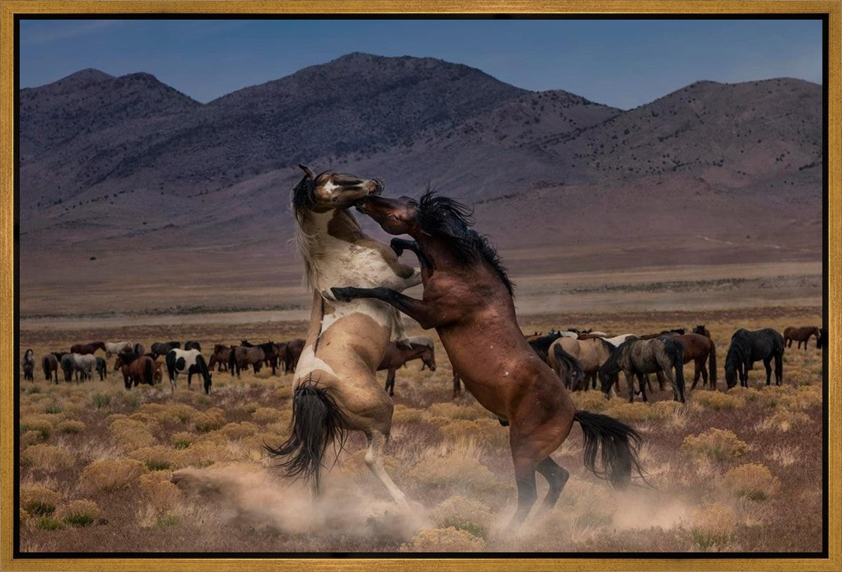 Desert Duel