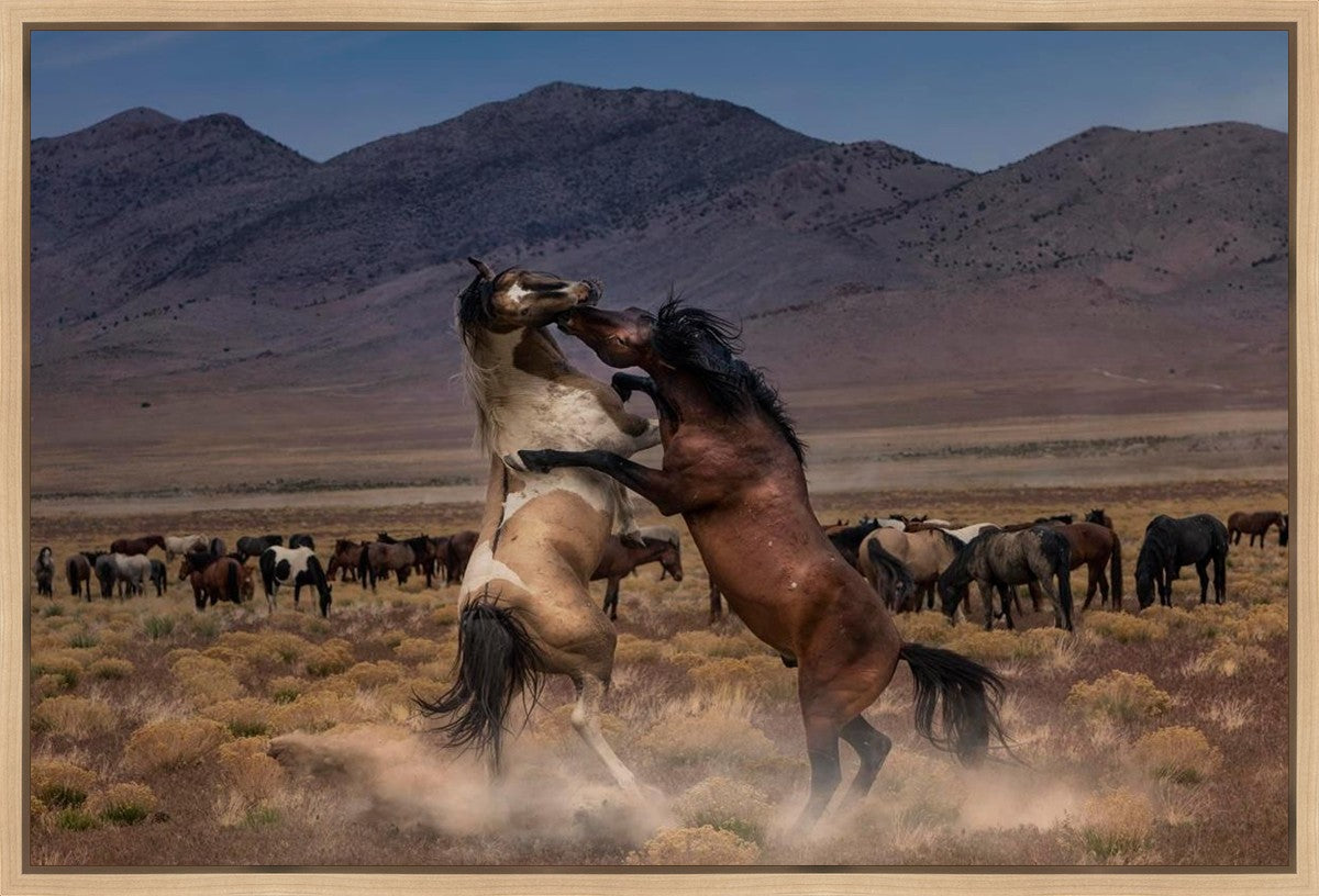 Desert Duel