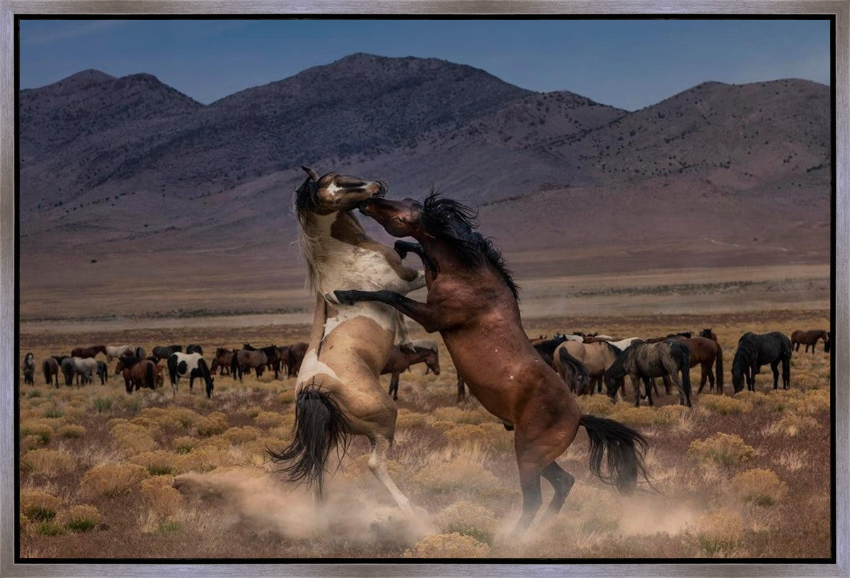 Desert Duel