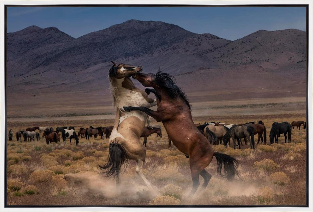 Desert Duel