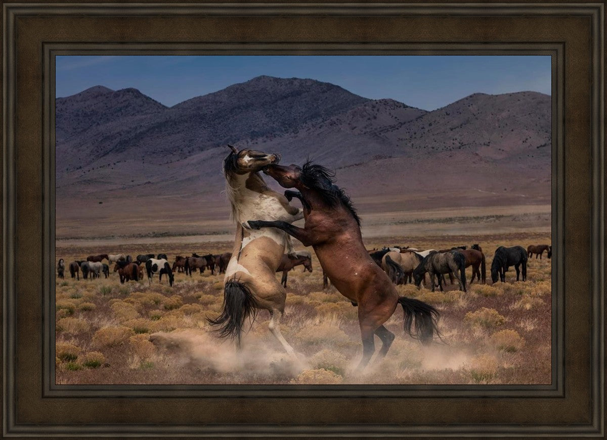 Desert Duel