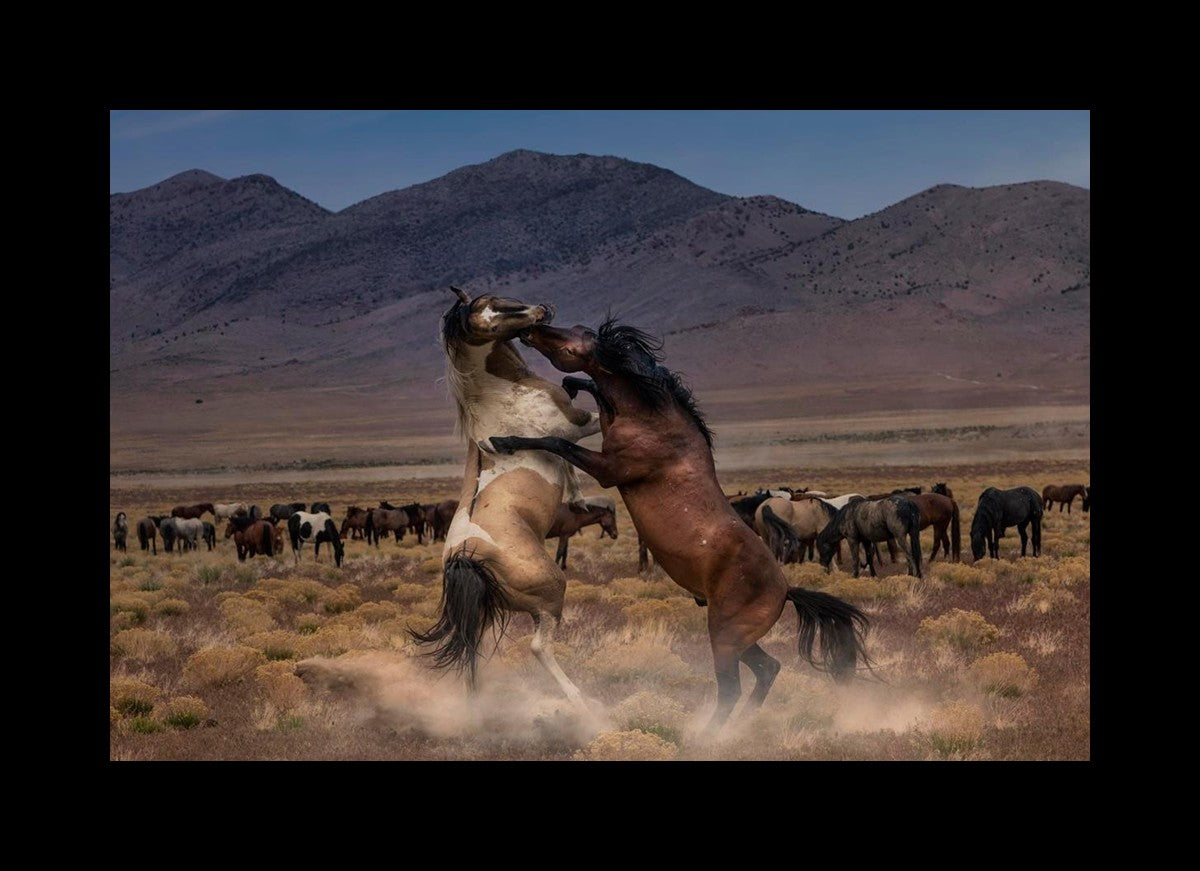 Desert Duel