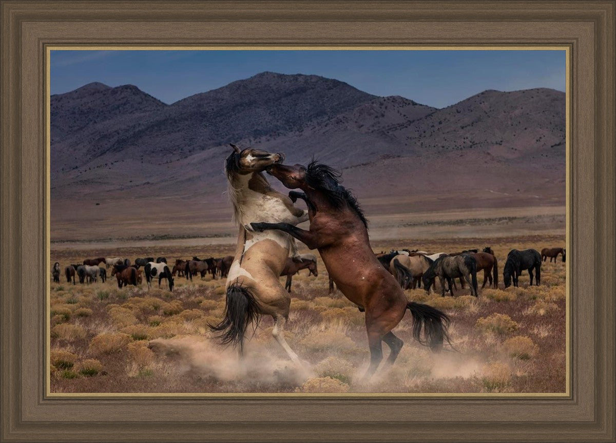 Desert Duel