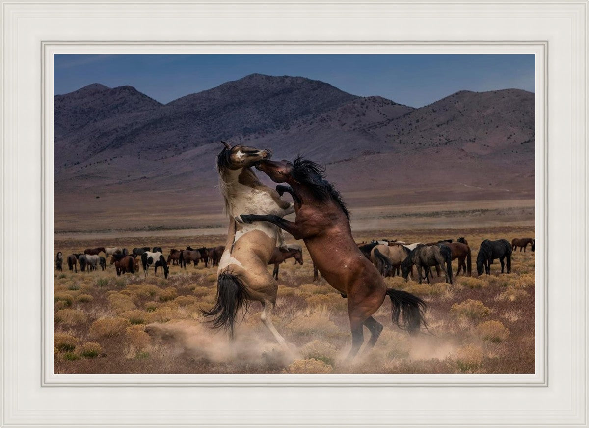 Desert Duel